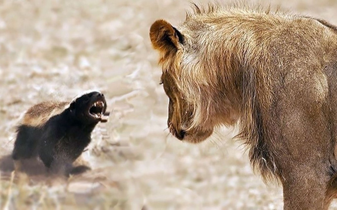 Tejón de miel en la naturaleza