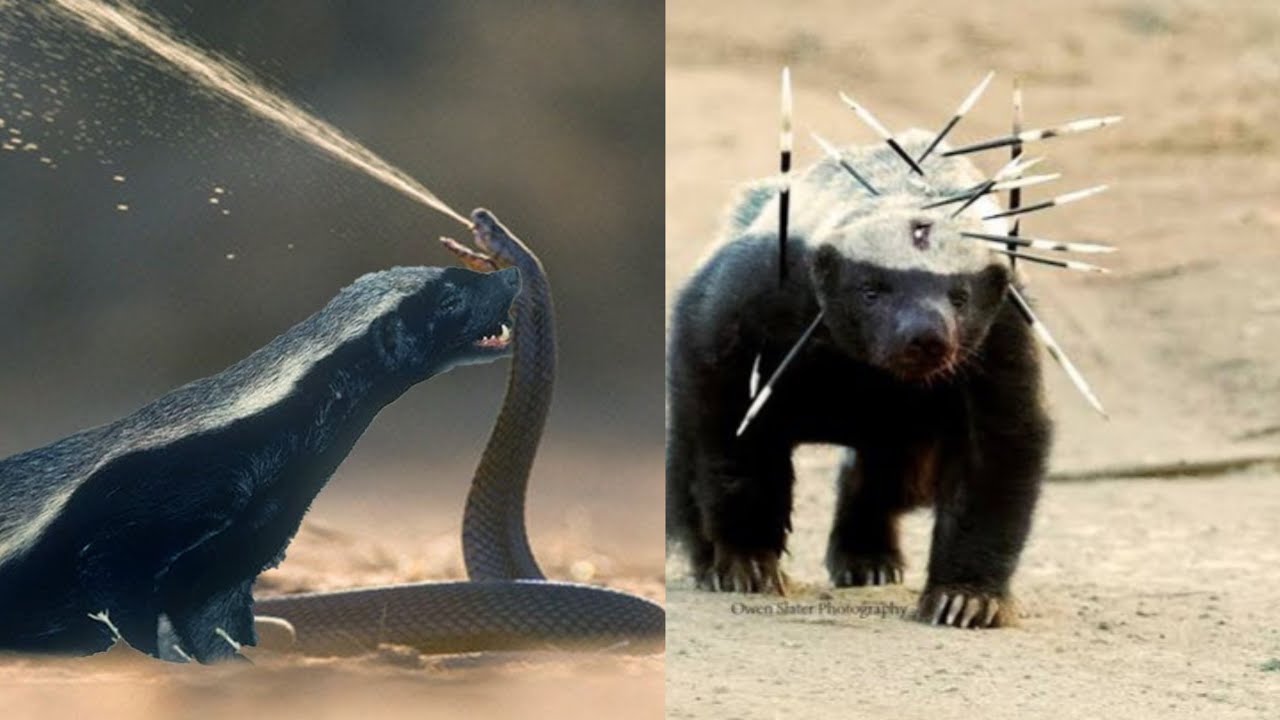 Tejón de miel buscando comida